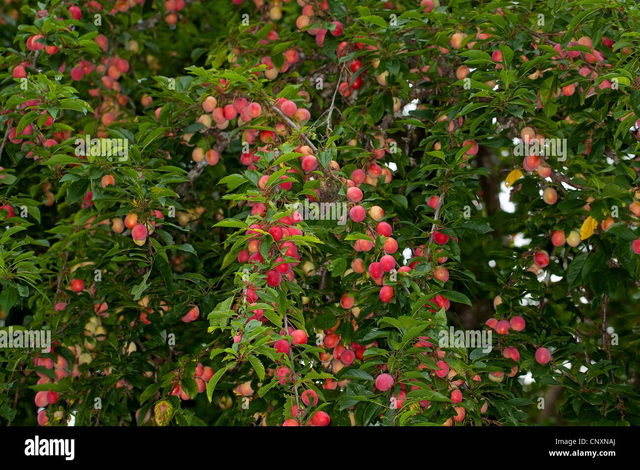 Cherry Plum, Myrobalan prugna (prunus cerasifera), la fruttificazione, Germania Foto Stock