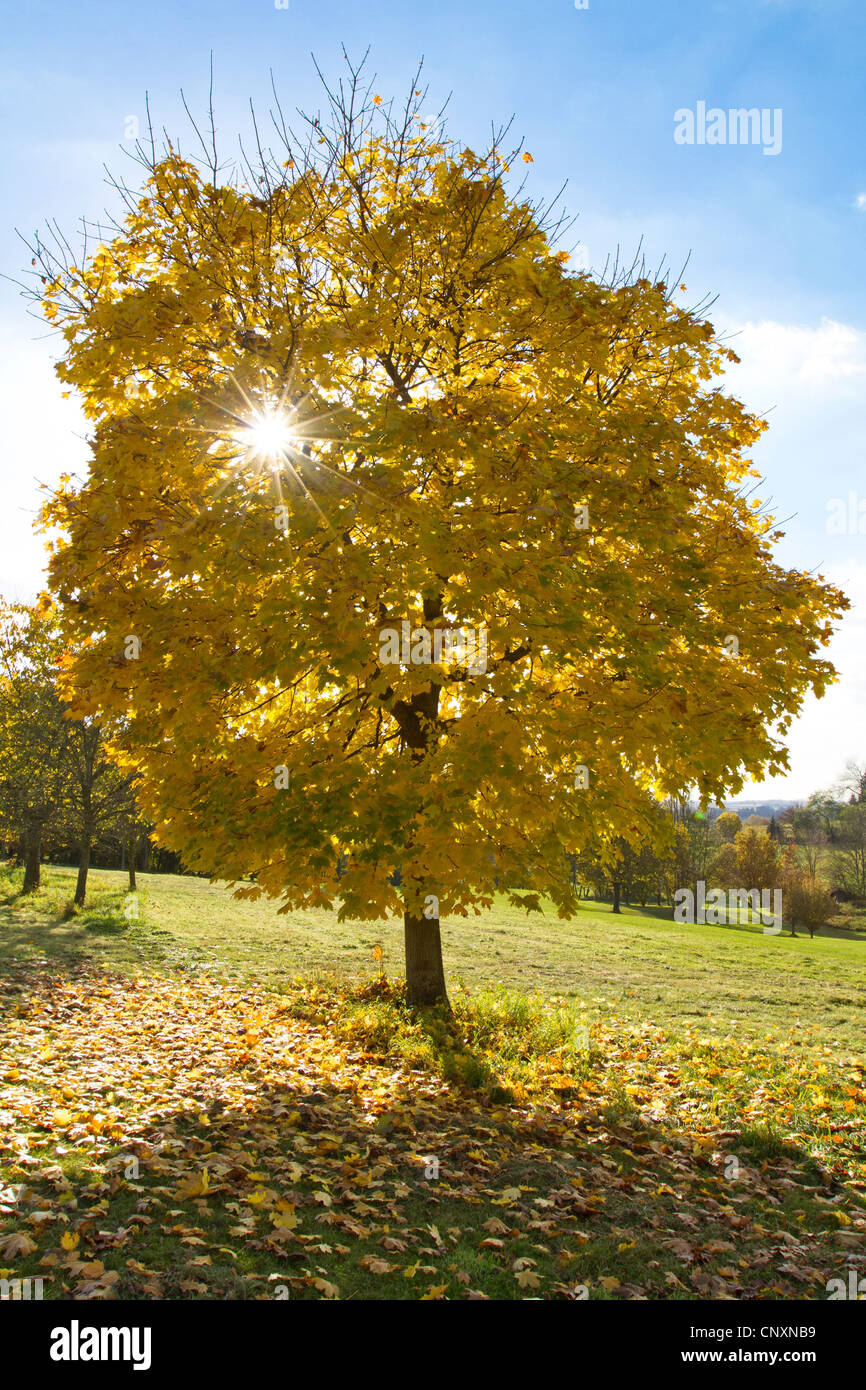 Norvegia (acero Acer platanoides), il sole che splende attraverso foglie di giallo, in Germania, in Baviera Foto Stock