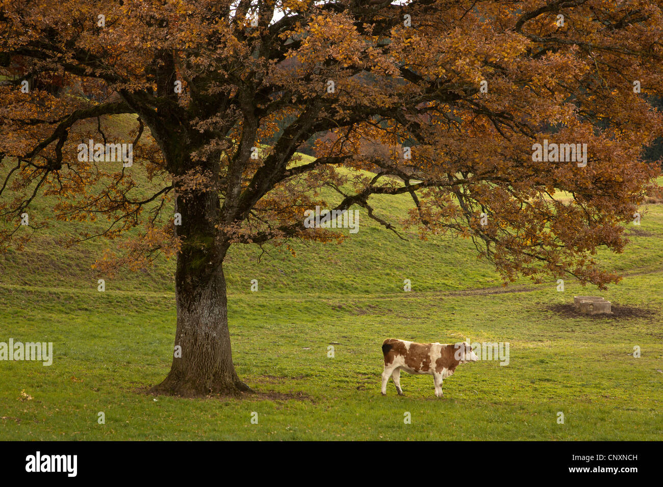 Gli animali domestici della specie bovina (Bos primigenius f. taurus), in piedi sotto una quercia in autunno, in Germania, in Baviera Foto Stock