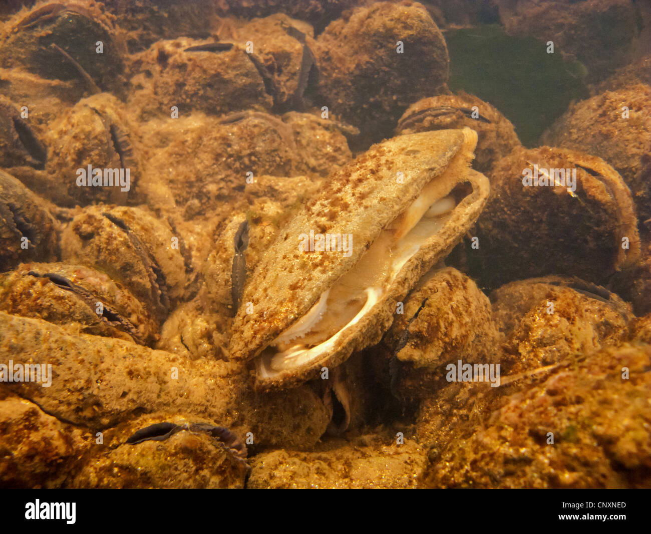 Perla cozza (perla scozzese mussel), orientale pearlshell (Margaritifera margaritifera), colonia sotto influenza di inquinamento delle acque con morti singoli, in Germania, in Baviera, Fichtelgebirge Foto Stock