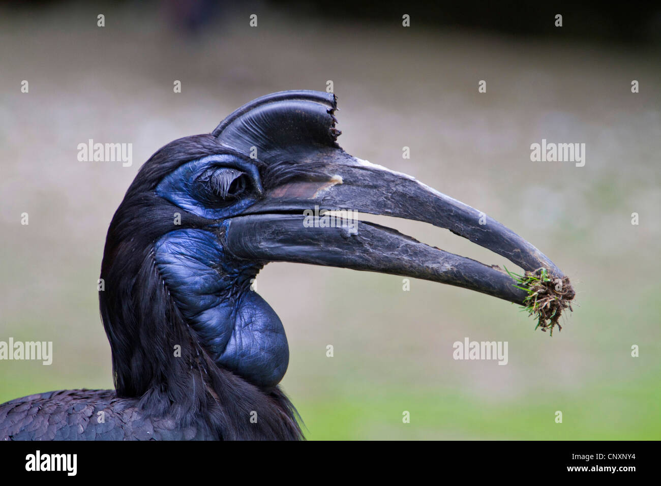 Massa hornbill (Bucorvus cafer), ritratto Foto Stock