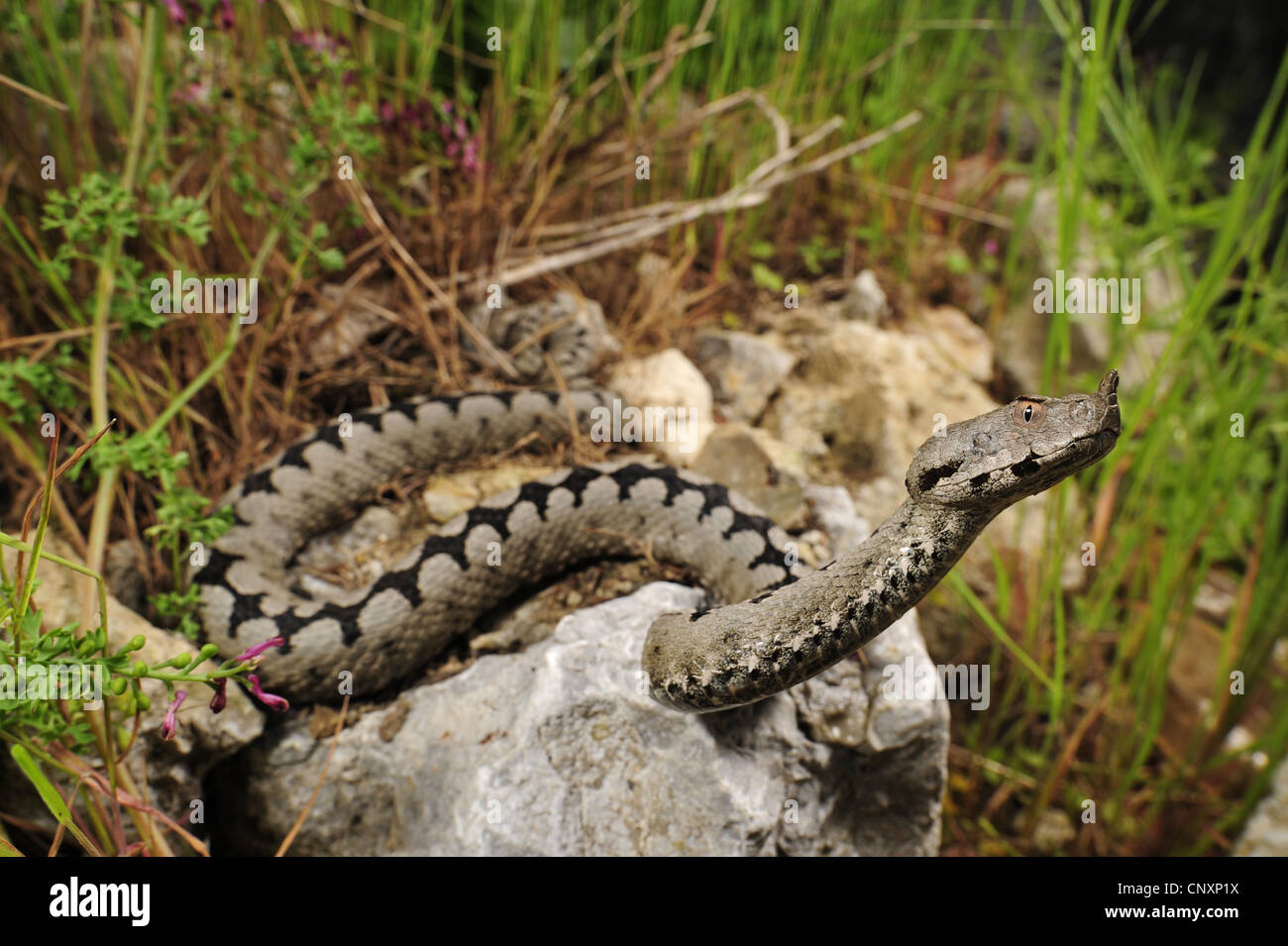 Sabbia viper, naso-viper a corno (Vipera ammodytes), maschio sui mangimi, Croazia Foto Stock