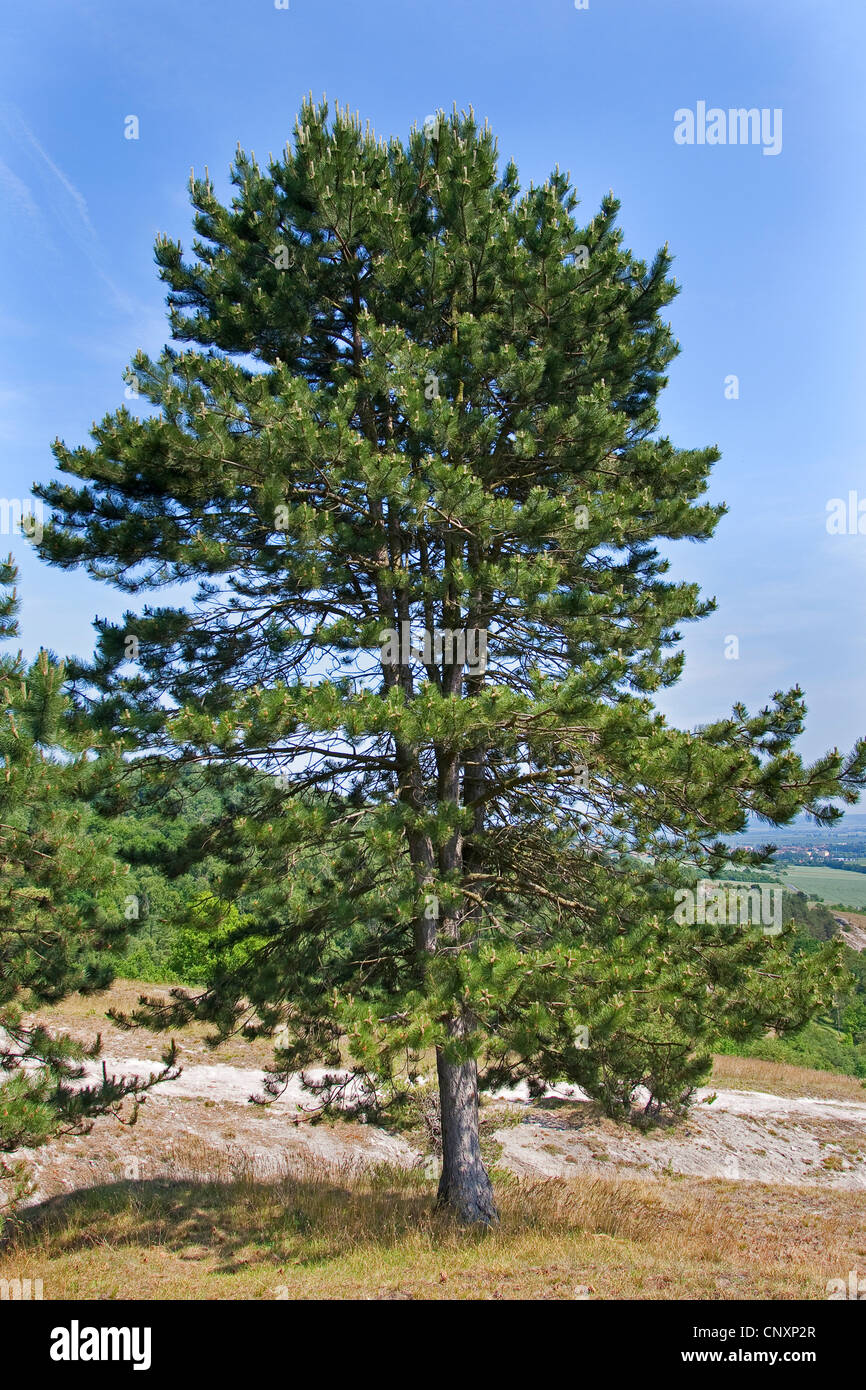 Europeo di pino nero, pino austriaco, pini neri, Corsican pine (Pinus nigra), albero singolo Foto Stock