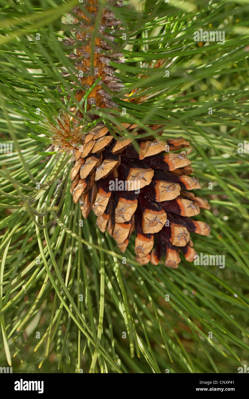 Europeo di pino nero, pino austriaco, pini neri, Corsican pine (Pinus nigra), il ramo con un cono Foto Stock