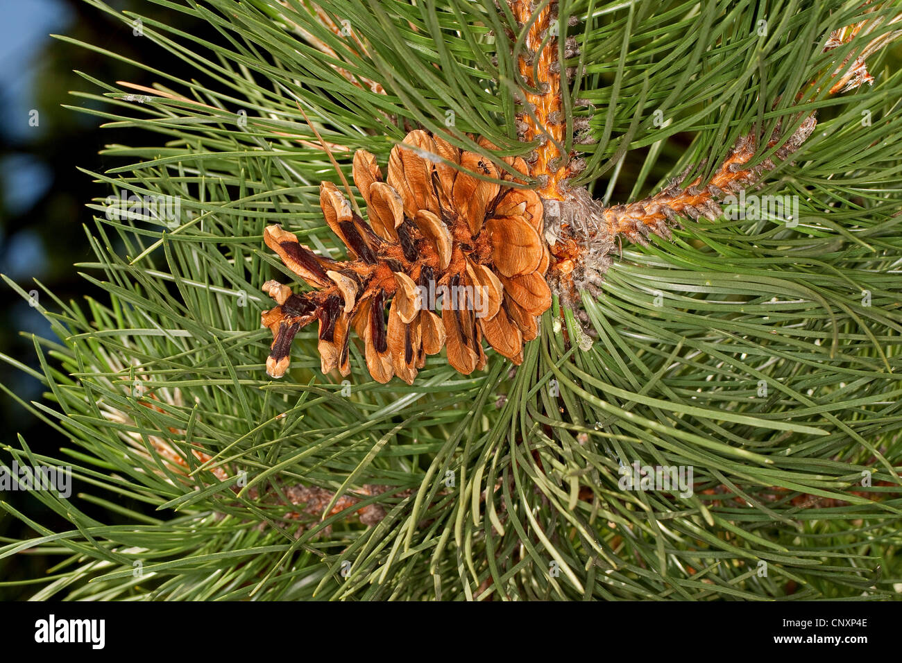 Europeo di pino nero, pino austriaco, pini neri, Corsican pine (Pinus nigra), il ramo con un cono Foto Stock