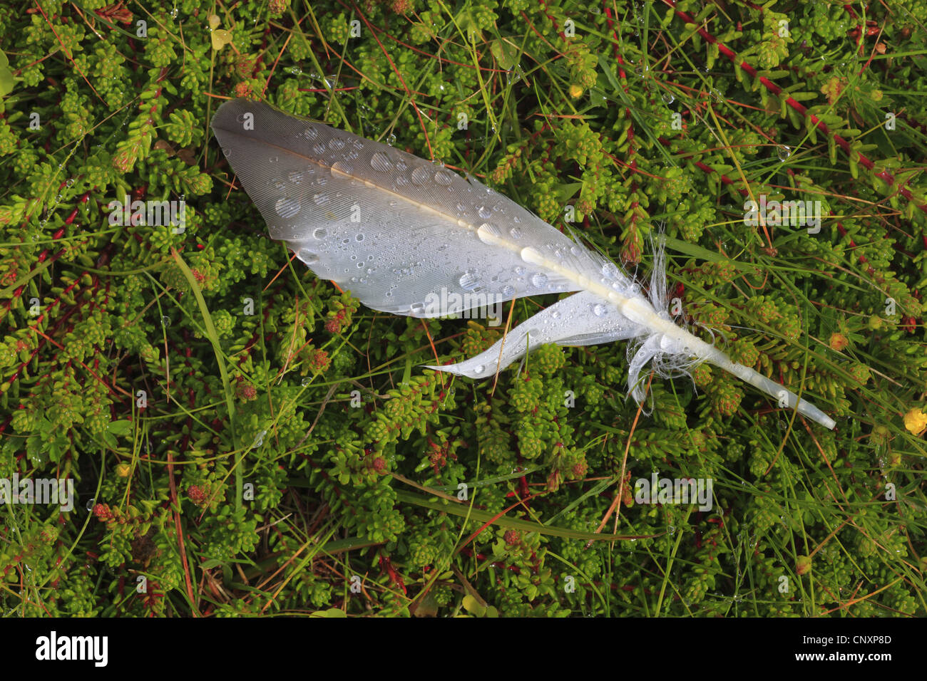 Giù con gocce d'acqua giacente sul terreno, Regno Unito, Scozia Foto Stock