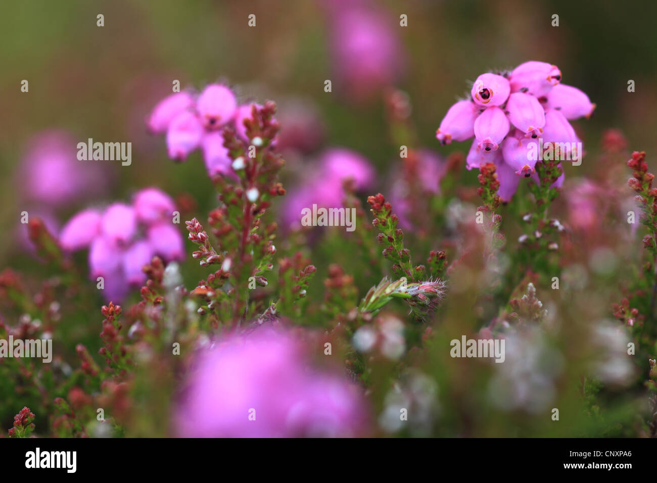 Bell heather, Scotch heath (Erica cinerea), fioritura, Regno Unito, Scozia Foto Stock