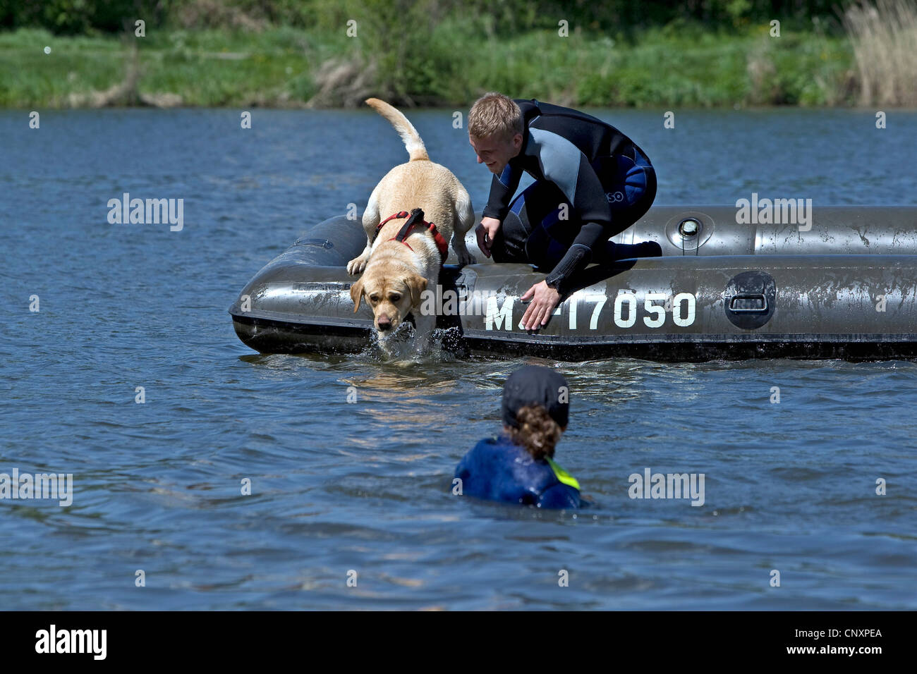 Il Labrador Retriever (Canis lupus f. familiaris), salta fuori di gomma imbarcazione di salvataggio da annegamento Foto Stock