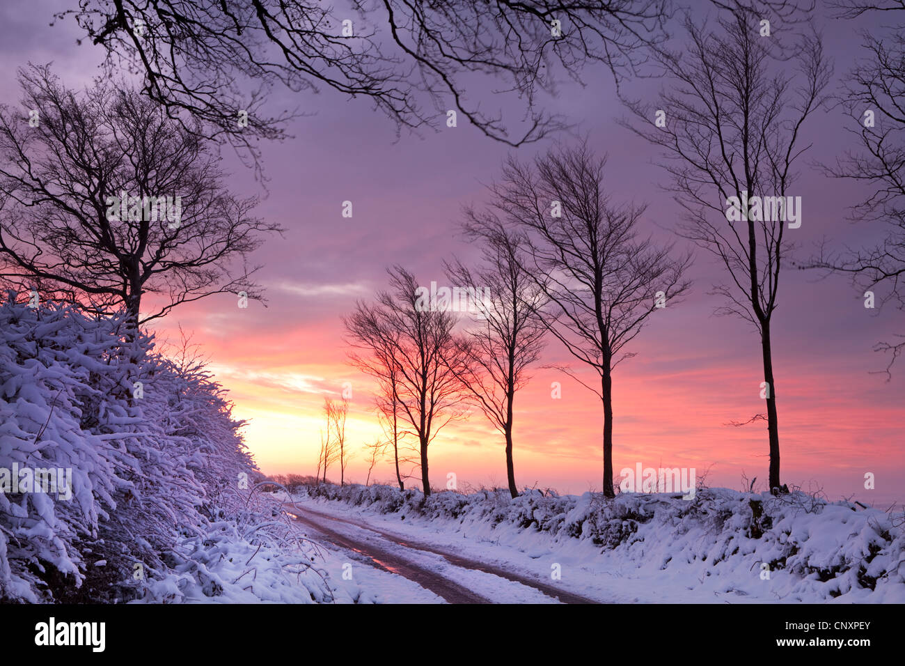 Coperta di neve vicolo del paese all'alba, Parco Nazionale di Exmoor, Somerset, Inghilterra. Inverno (gennaio 2012). Foto Stock