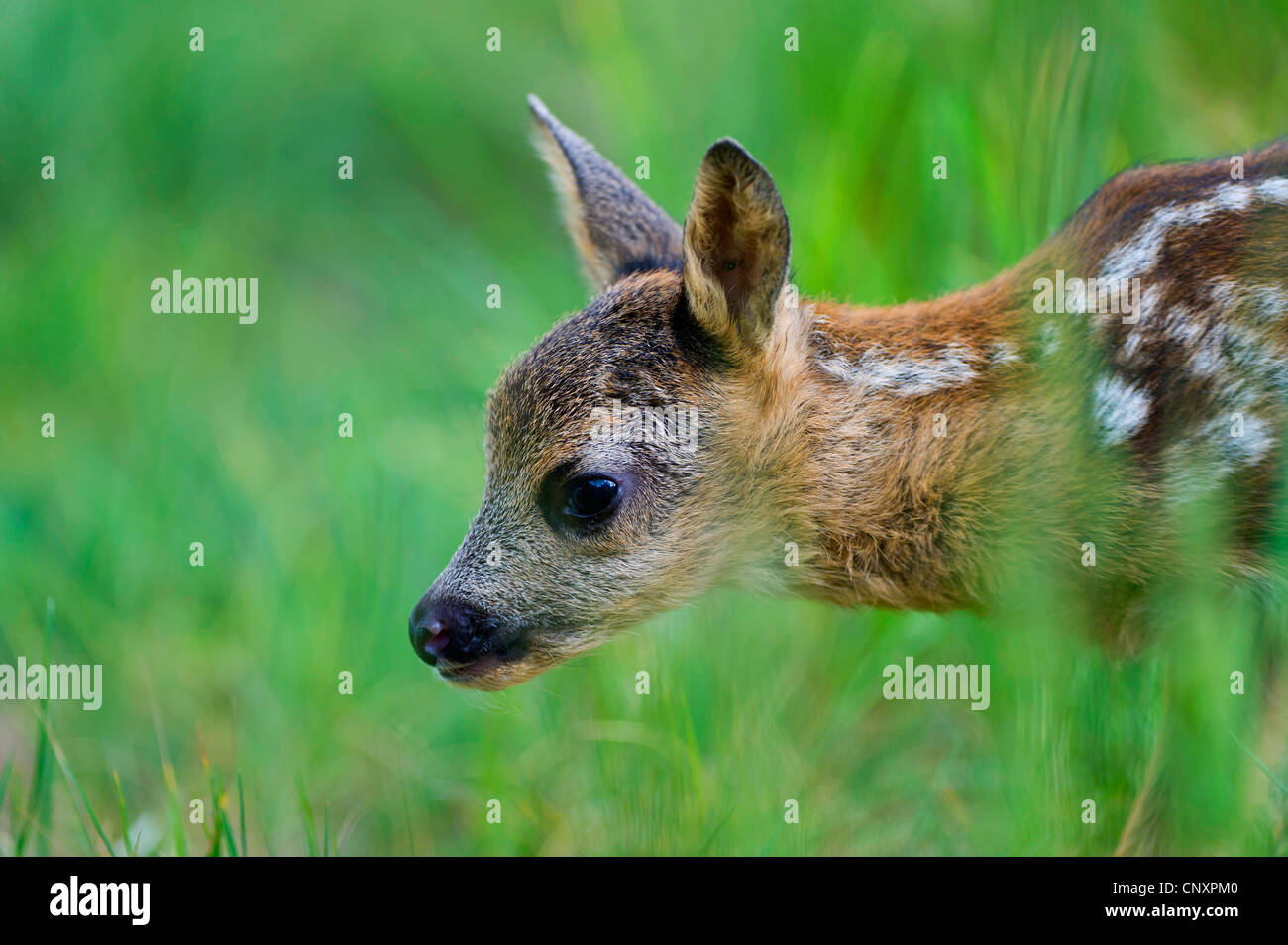 Il capriolo (Capreolus capreolus), fawn in piedi in erba, Germania, Bassa Sassonia Foto Stock