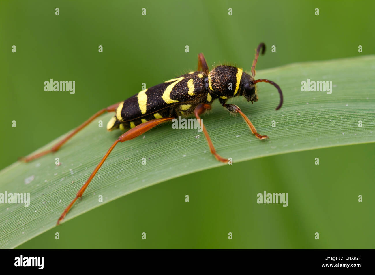 Wasp beetle (Clytus arietis), seduto su di una lama per erba, in Germania, in Renania settentrionale-Vestfalia, Rheine-Elte Foto Stock