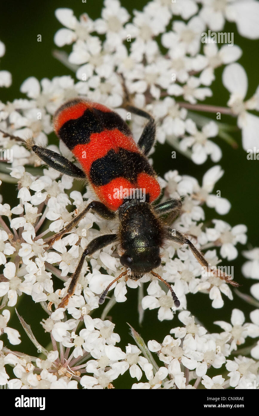 Bee beetle, bee Wolf (Trichodes apiarius), seduto su un umbellifer, Germania Foto Stock