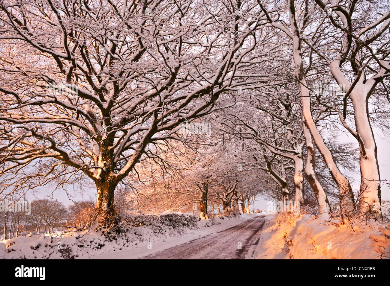 Luce del sole di mattina si illumina un snowy Exmoor lane, Exmoor, Somerset, Inghilterra. Inverno (gennaio 2012). Foto Stock