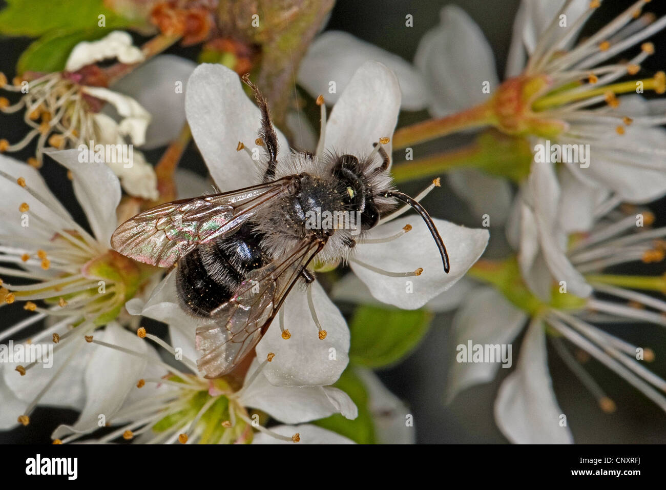 Ashy Mining-bee (Andrena cineraria), maschio su fiori bianchi, Germania Foto Stock