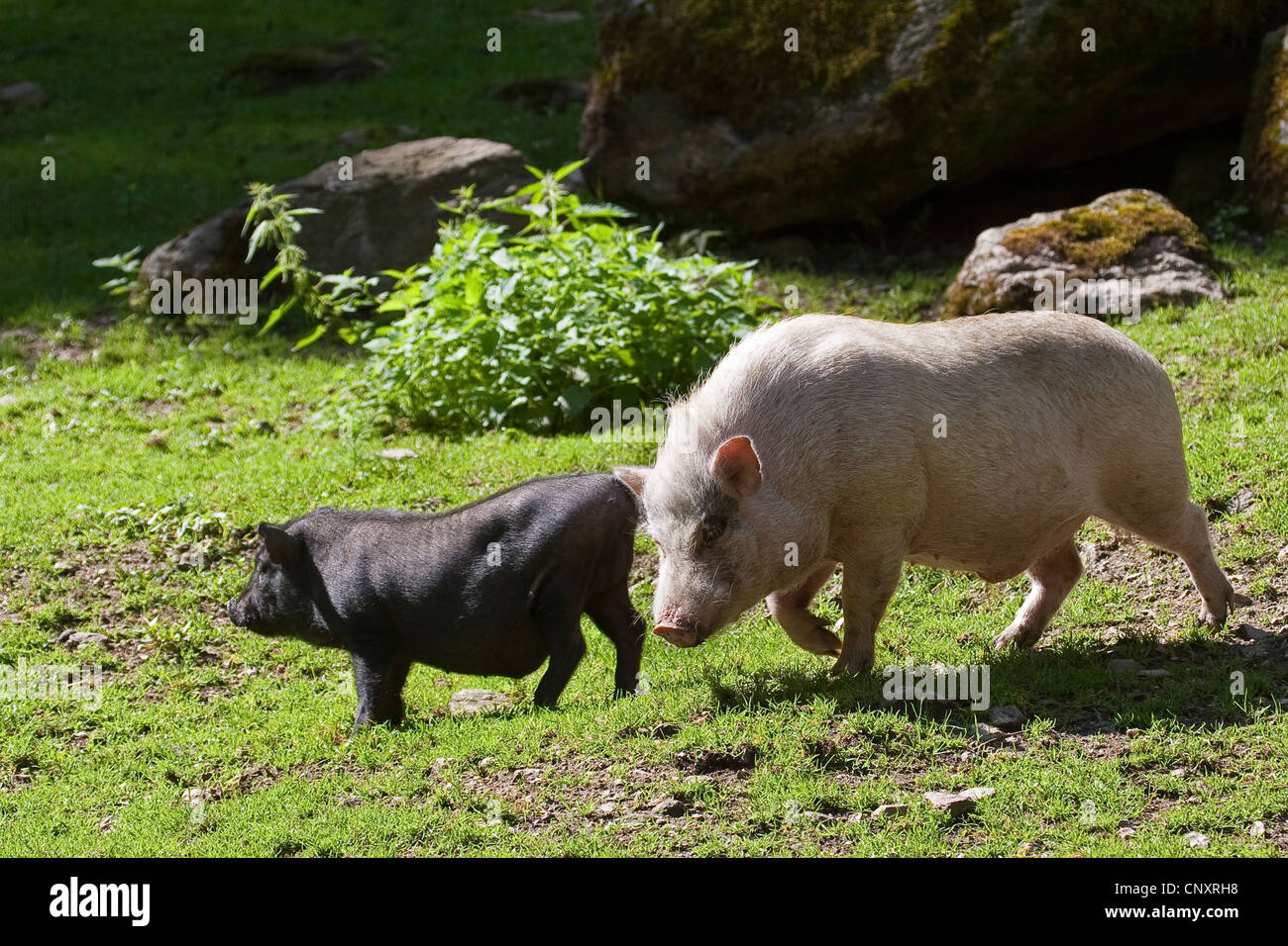 Il vietnamita panciuta maiale (Sus scrofa f. domestica), due maiali in Prato Foto Stock