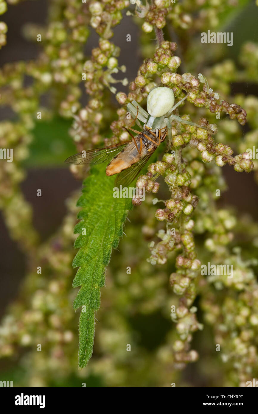 Oro ragno granchio (Misumena vatia), mimetizzata femmina con catturato flower fly, Germania Foto Stock