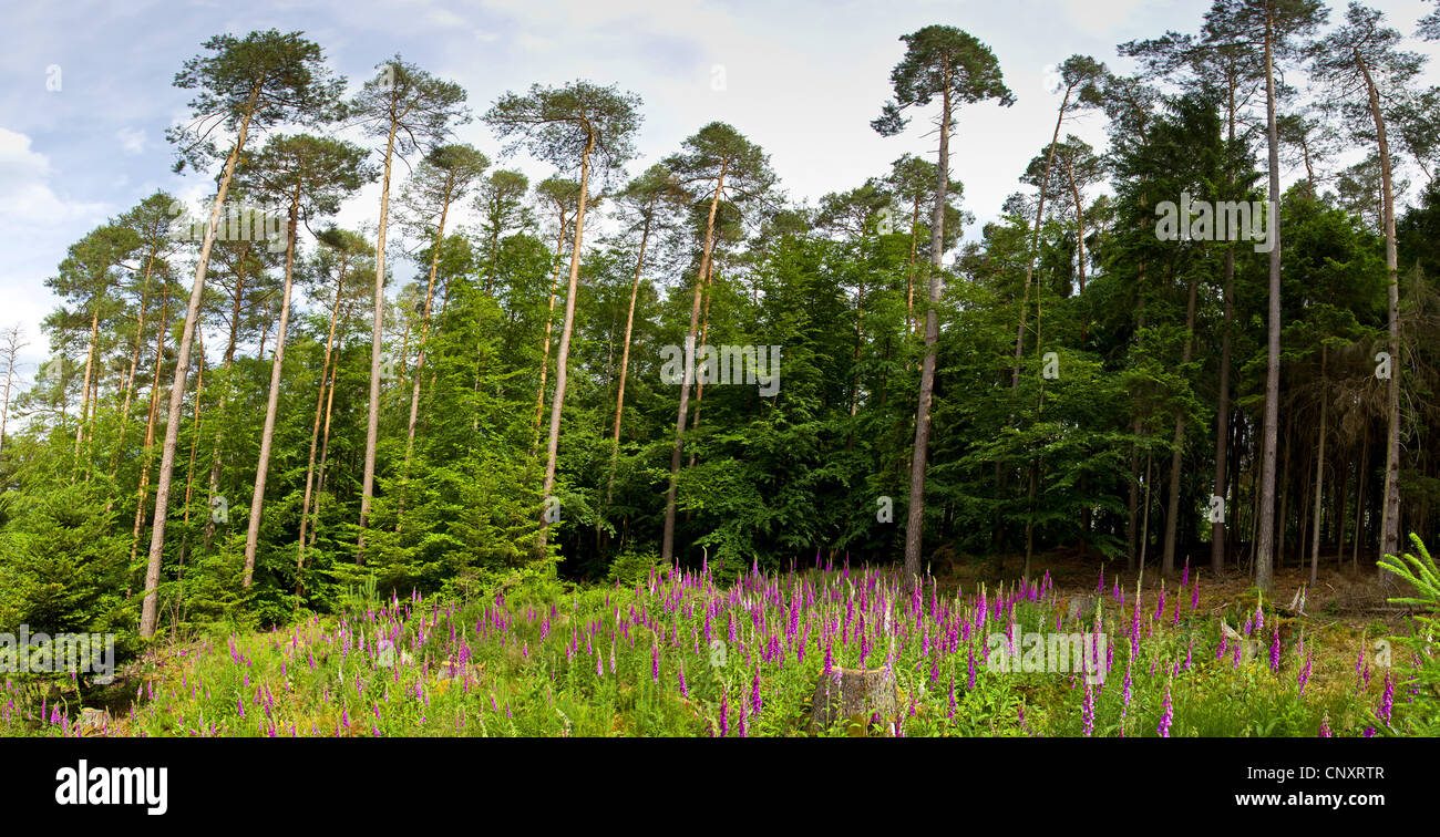 Pino silvestre, pino silvestre (Pinus sylvestris), la compensazione in una foresta di pini con doxglove, in Germania, in Renania Palatinato Foto Stock