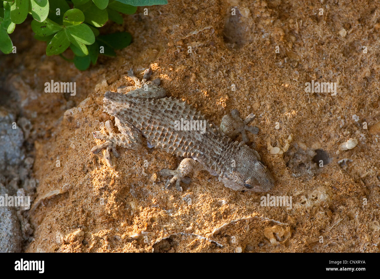 Parete comune geco, Moorish gecko (Tarentola mauritanica), seduta sul terreno argilloso con la coda perse a causa di autotomy Foto Stock