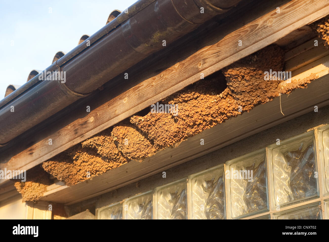 Casa comune martin (Delichon urbica), nidi sotto il cornicione, Germania Foto Stock
