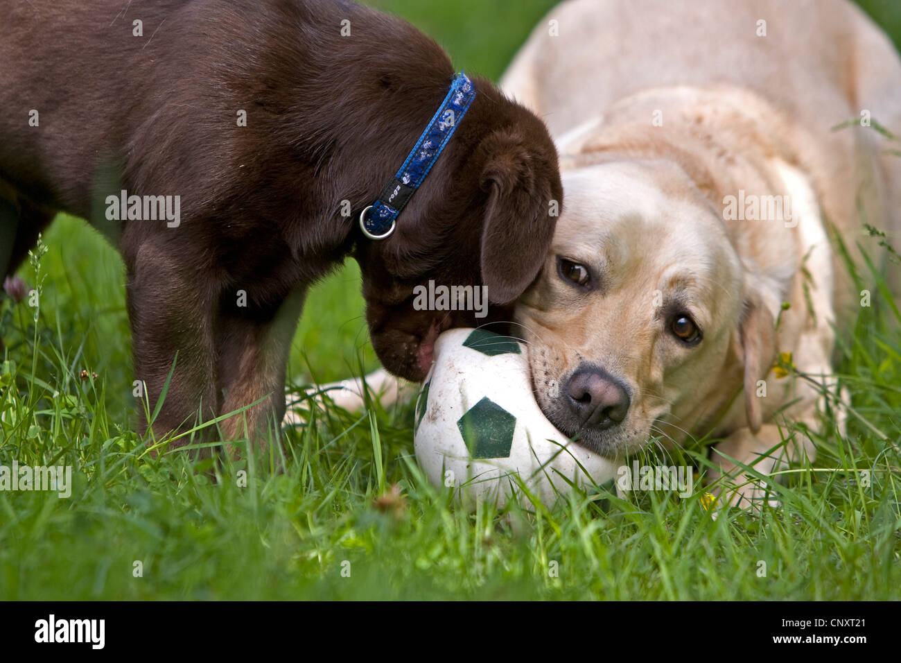 Il Labrador Retriever (Canis lupus f. familiaris), cucciolo e giocando con una sfera Foto Stock