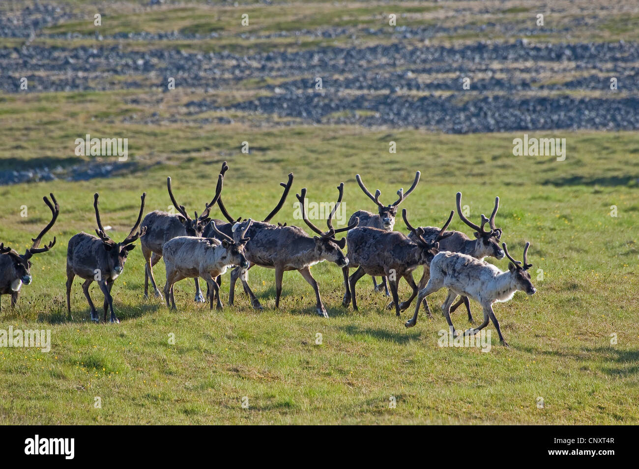 Renne europea, europeo Caribou Coffee Company (Rangifer tarandus), allevamento nel prato, Norvegia Foto Stock