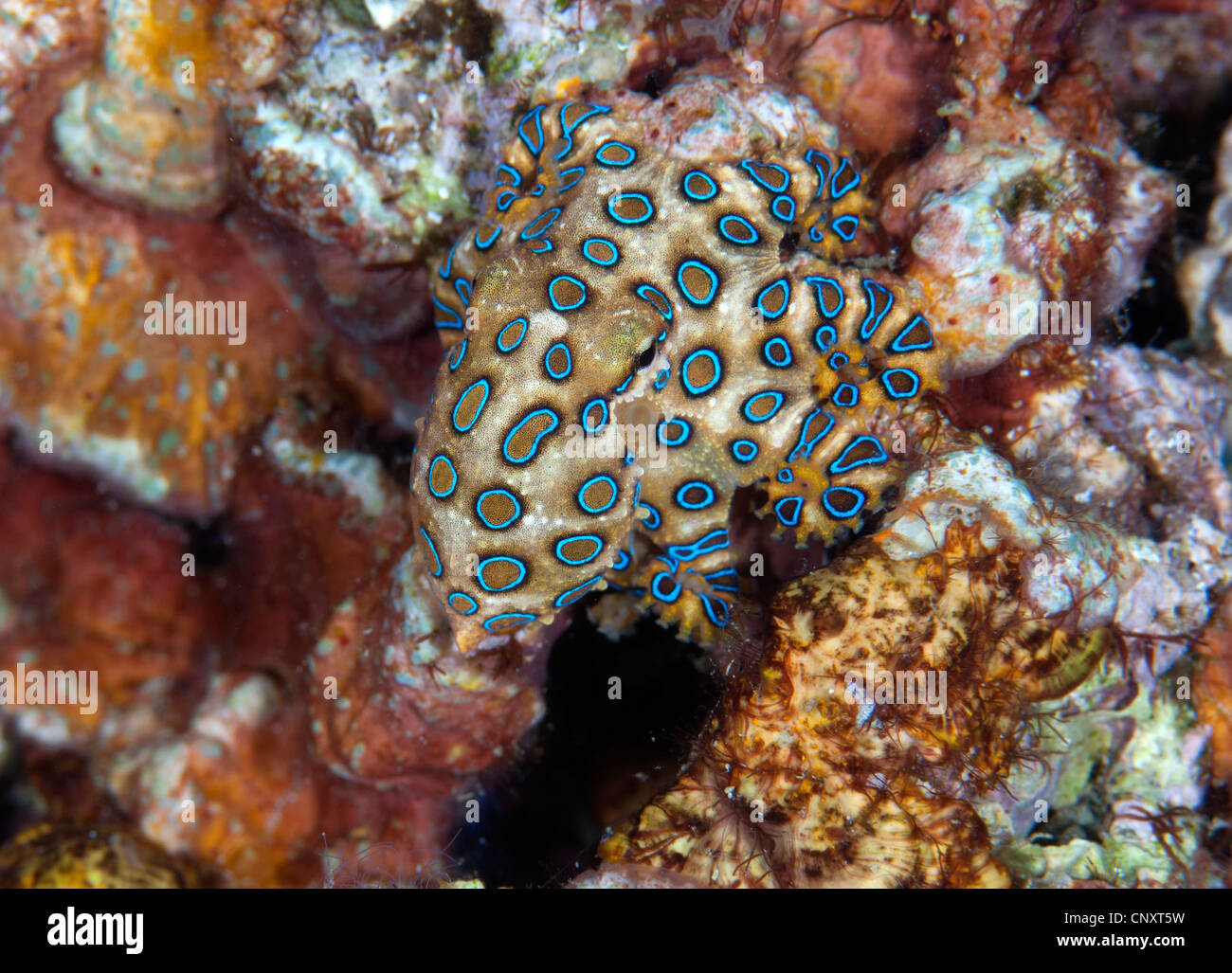 Un blu-inanellati octopus Foto Stock
