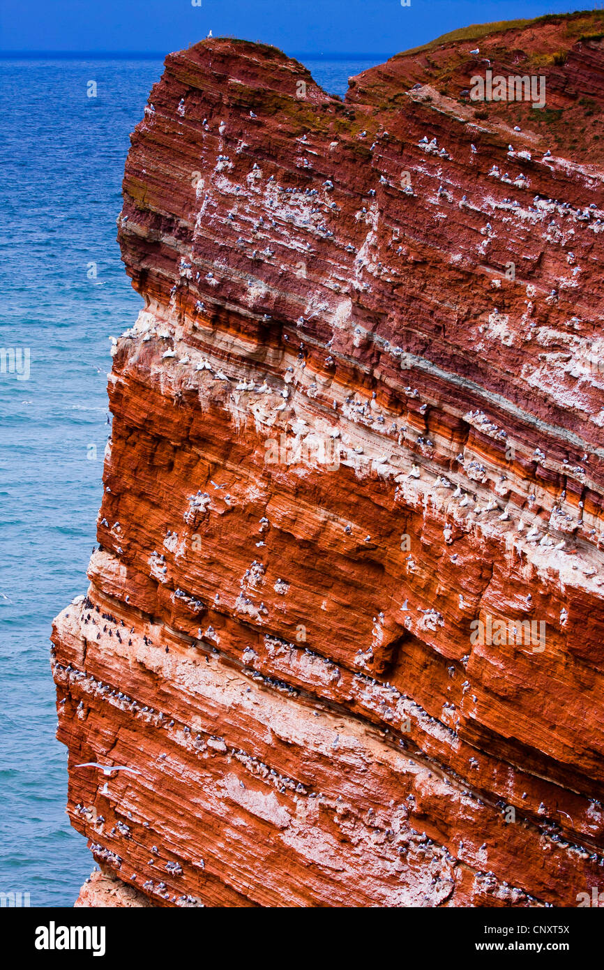 Il red rock la ripida costa con le colonie di allevamento, Germania, Schleswig-Holstein, Isola di Helgoland Foto Stock