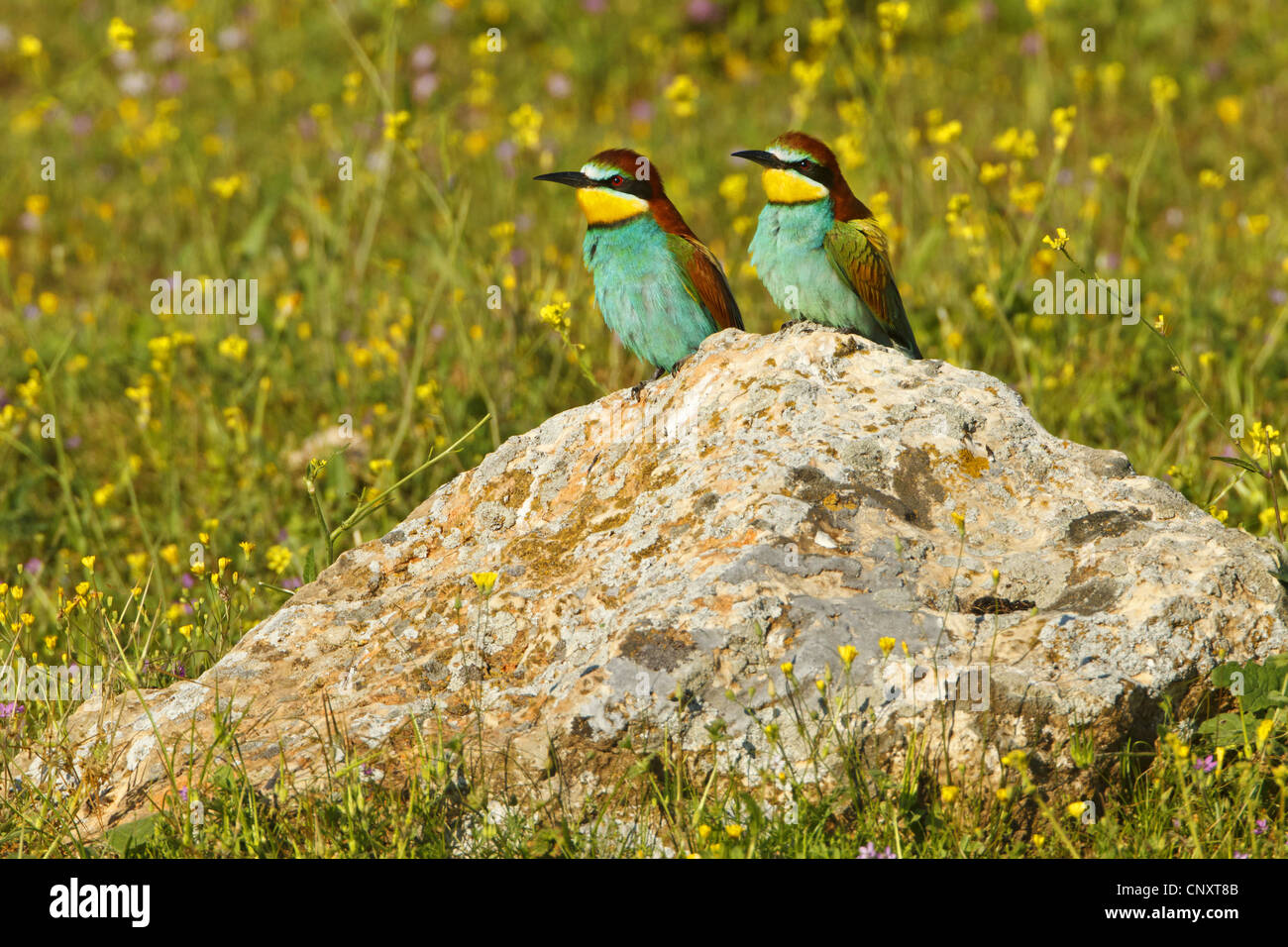 Unione bee eater (Merops apiaster), due individui seduti su una roccia in un prato, Turchia, Sanliurfa Foto Stock