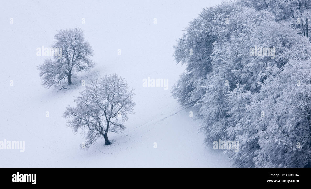 Coperta di neve alberi nella conca, Exmoor, Somerset, Inghilterra. Inverno (gennaio 2012). Foto Stock