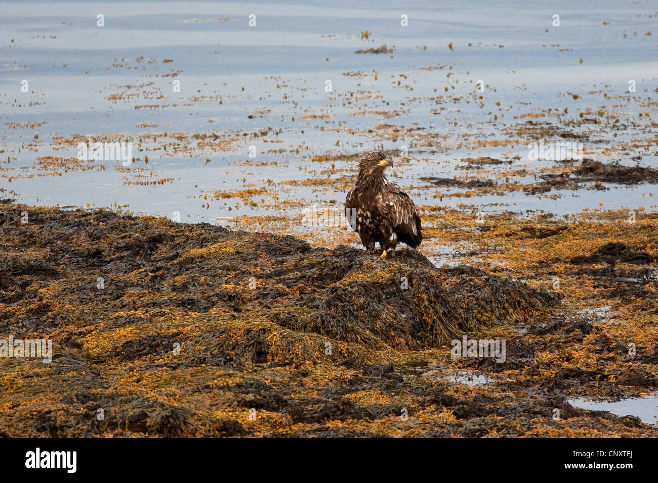 White-tailed sea eagle (Haliaeetus albicilla), seduta di alghe marine lungo la costa Foto Stock