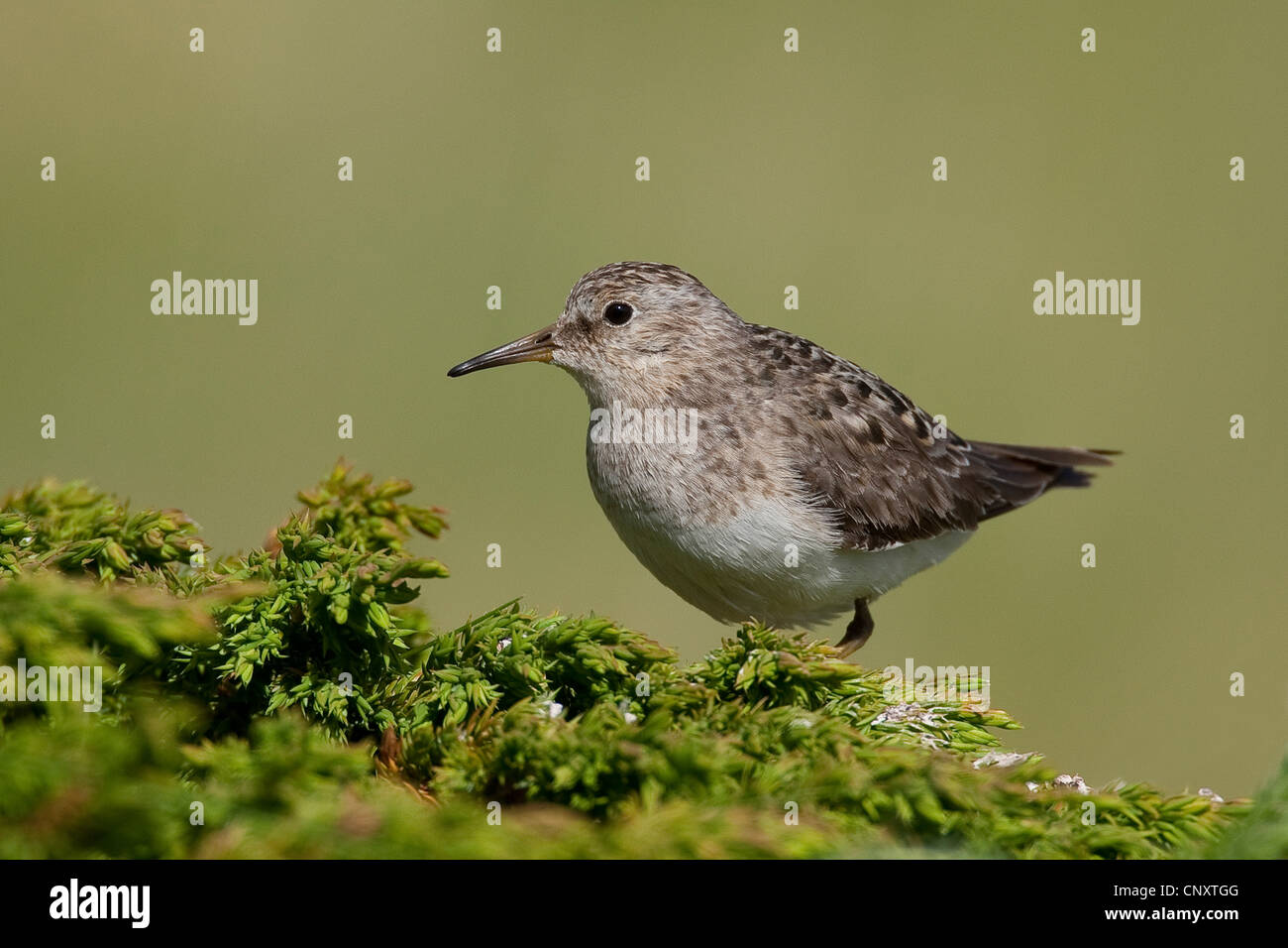 Di Temminck stint (Calidris temminckii), seduto su un impianto Foto Stock