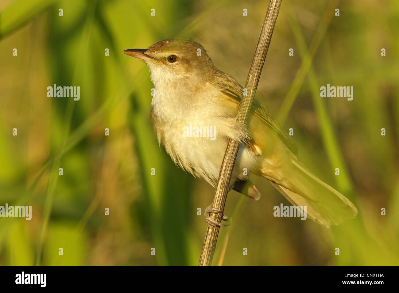 Grande reed trillo (Acrocephalus arundinaceus), seduti a un germoglio, Turchia, Sanliurfa, Birecik Ghiaia Foto Stock