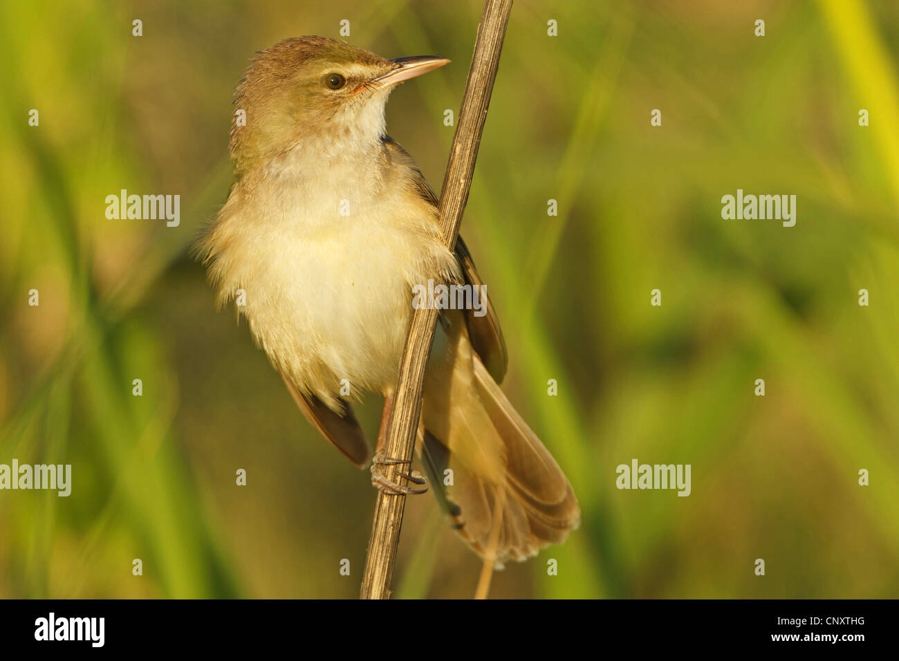 Grande reed trillo (Acrocephalus arundinaceus), seduti a un germoglio, Turchia, Sanliurfa, Birecik Ghiaia Foto Stock