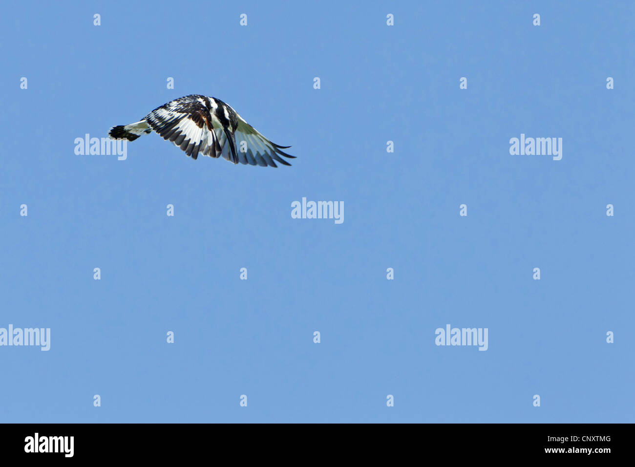 Minor pied kingfisher (Ceryle rudis), volare, Turchia, Sanliurfa, Birecik Ghiaia, Birecik Foto Stock