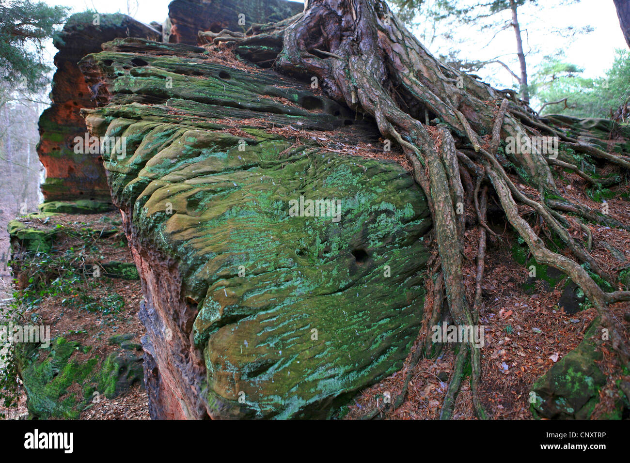 Pino radici sulla pietra arenaria rossa formazione, in Germania, in Renania settentrionale-Vestfalia, Naturdenkmal Katzensteine, Mechernich Foto Stock