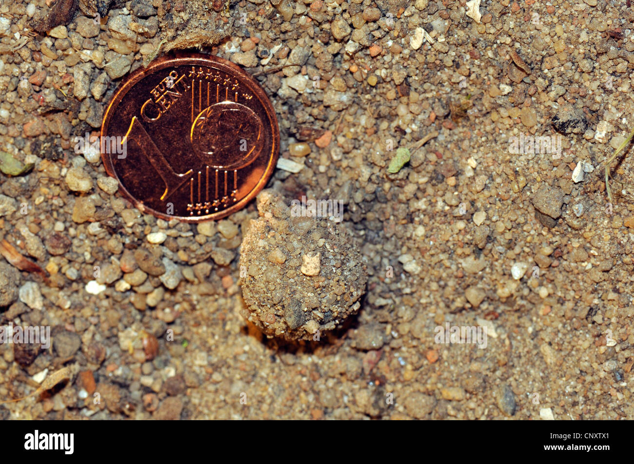 Ant lion (Myrmeleon formicarius), bozzolo di un antlion con 1 cent, in Germania, in Renania Palatinato, Bausenberg NSG Foto Stock