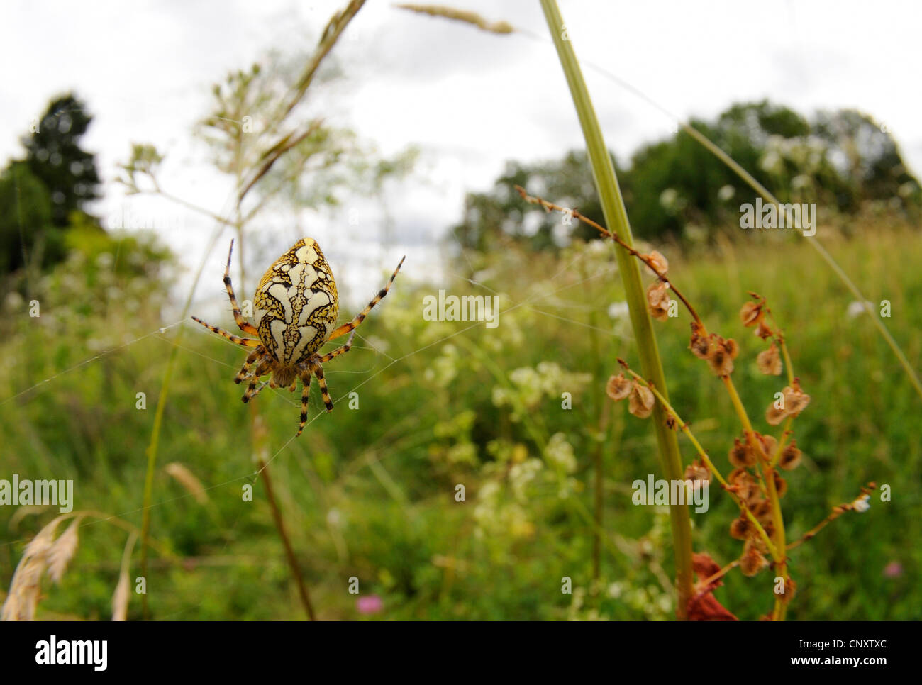 Oakleaf orbweaver (Aculepeira ceropegia, Araneus ceropegia), nella sua net, Germania, Hesse Foto Stock