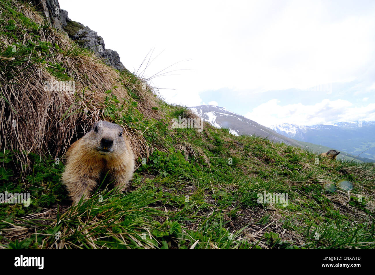 Alpine marmotta (Marmota marmota), su di un prato di montagna a Grossglockner, Austria Foto Stock