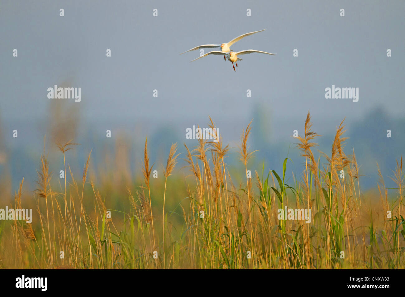 Airone guardabuoi, Buff-backed heron (Ardeola ibis, Bubulcus ibis), due individui che volano sopra reed, Turchia, Sanliurfa, Birecik Foto Stock