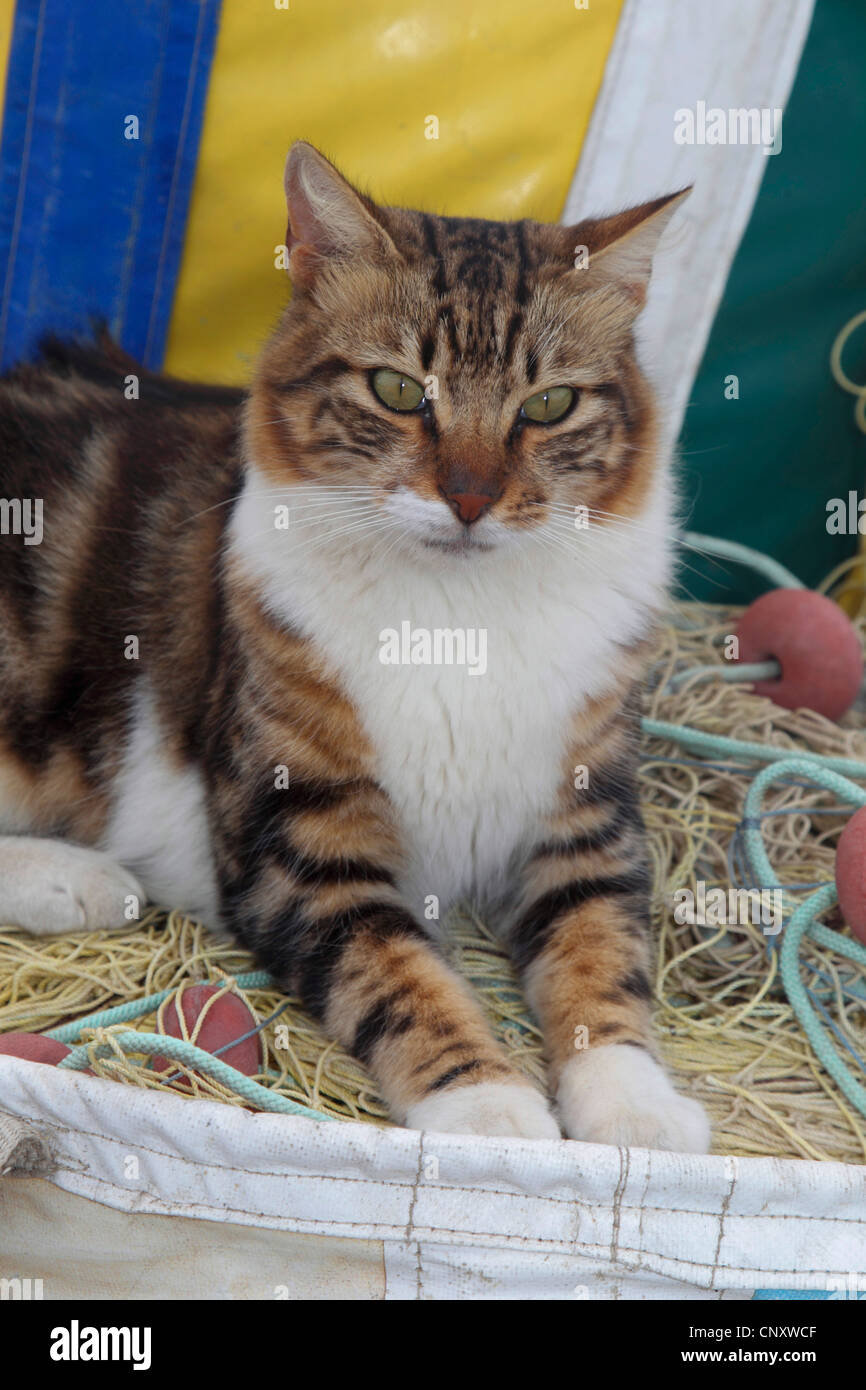 Il gatto domestico, il gatto di casa (Felis silvestris f. catus), giacente su una rete da pesca, Cipro, Agia Napa Foto Stock