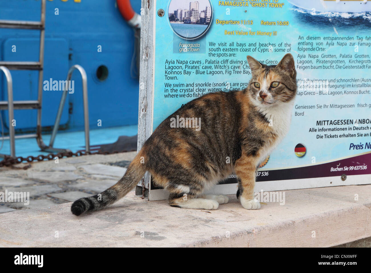 Il gatto domestico, il gatto di casa (Felis silvestris f. catus), nel porto, Cipro, Agia Napa Foto Stock