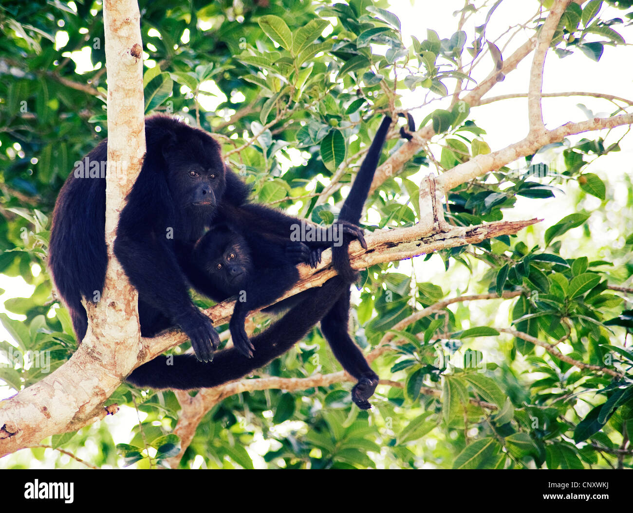 Scimmie urlatrici a La Lancha, un lodge nei pressi di Tikal, Guatemala Foto Stock