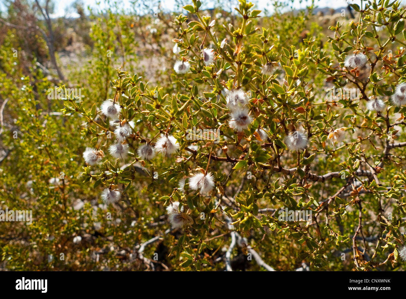 Il creosoto bush, Chaparral, Greasewood (Larrea Purshia), la fruttificazione, Stati Uniti, California, Sonoran, Joshua Tree National Park Foto Stock