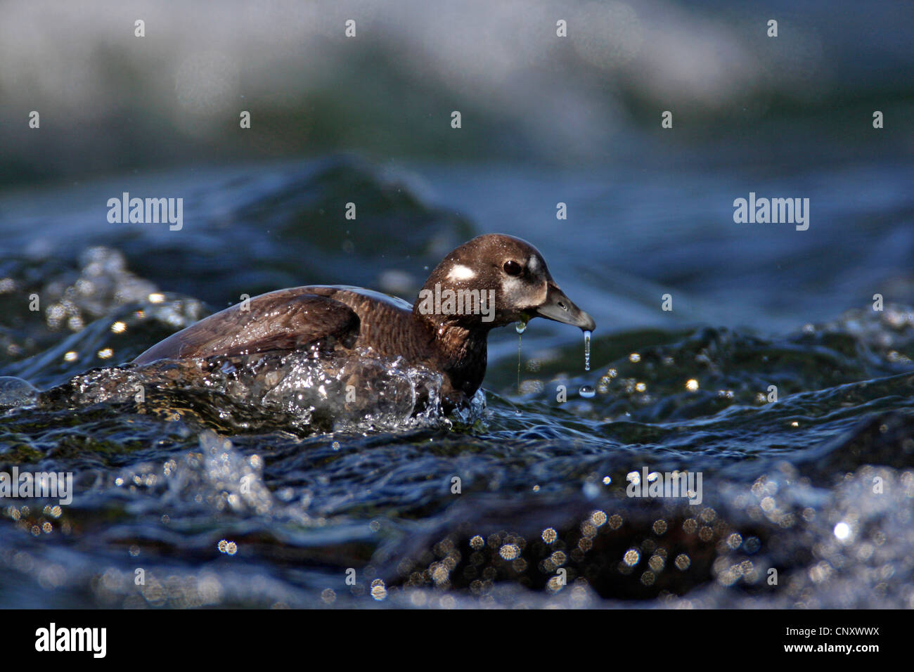 Arlecchino anatra (Histrionicus histrionicus), femmina nuotare nel fiume Laxa, Islanda, Myvatn Foto Stock