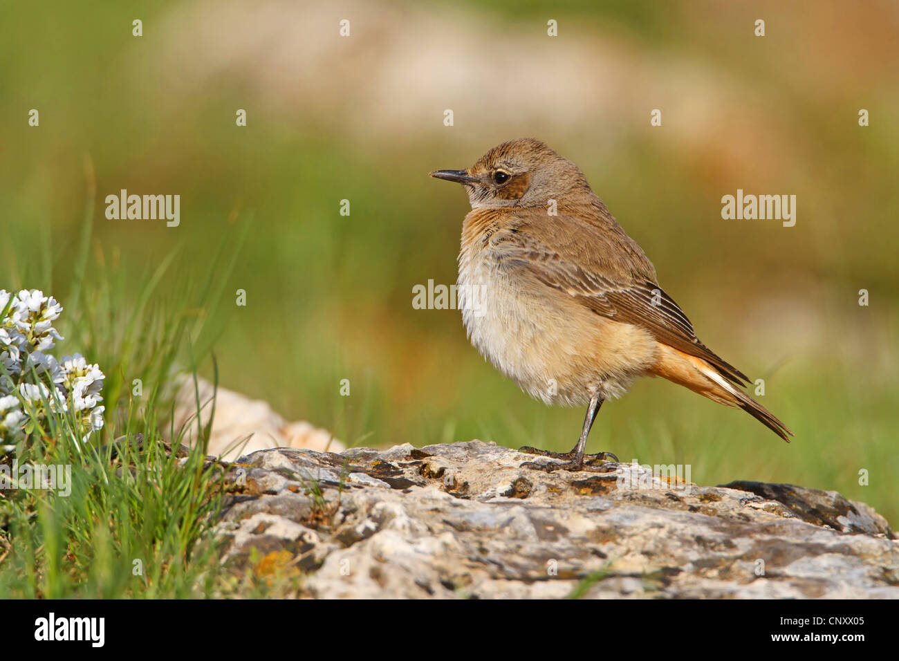 Culbianco curda, Kurdistan culbianco, Castagno-rumped culbianco, rosso-rumped culbianco (Oenanthe xanthoprymna), femmina seduto su una roccia, Turchia, Adyaman, Nemrut Dagi, Karadut Foto Stock