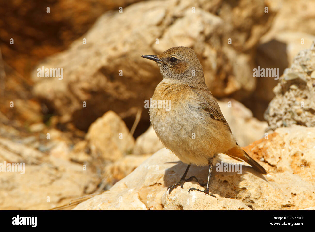 Culbianco curda, Kurdistan culbianco, Castagno-rumped culbianco, rosso-rumped culbianco (Oenanthe xanthoprymna), femmina seduto su una roccia, Turchia, Adyaman, Nemrut Dagi, Karadut Foto Stock