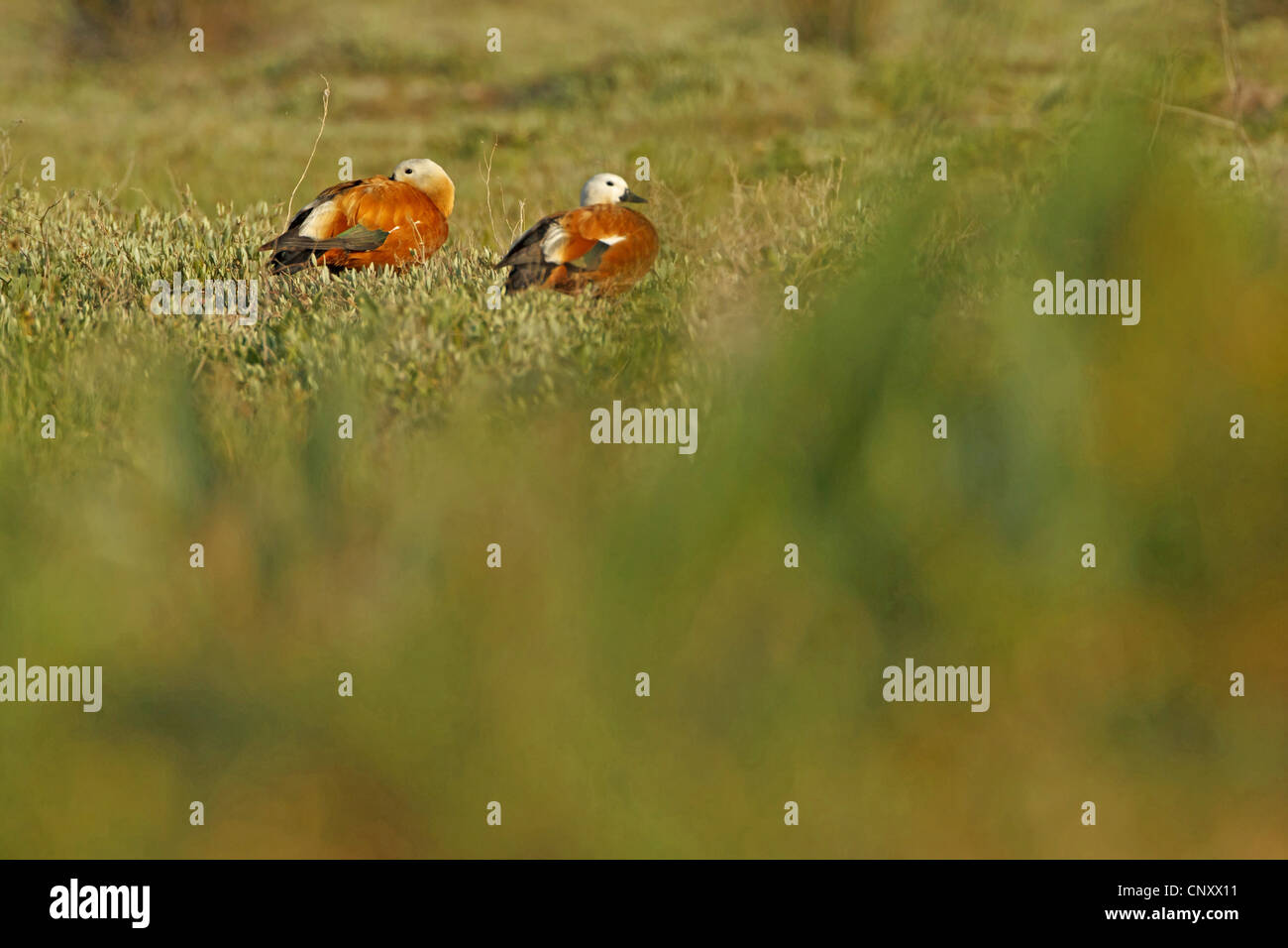 Casarca (Tadorna ferruginea, Casarca ferruginea), coppia adagiata in un prato, Turchia, Goesu Delta, Silifke Foto Stock