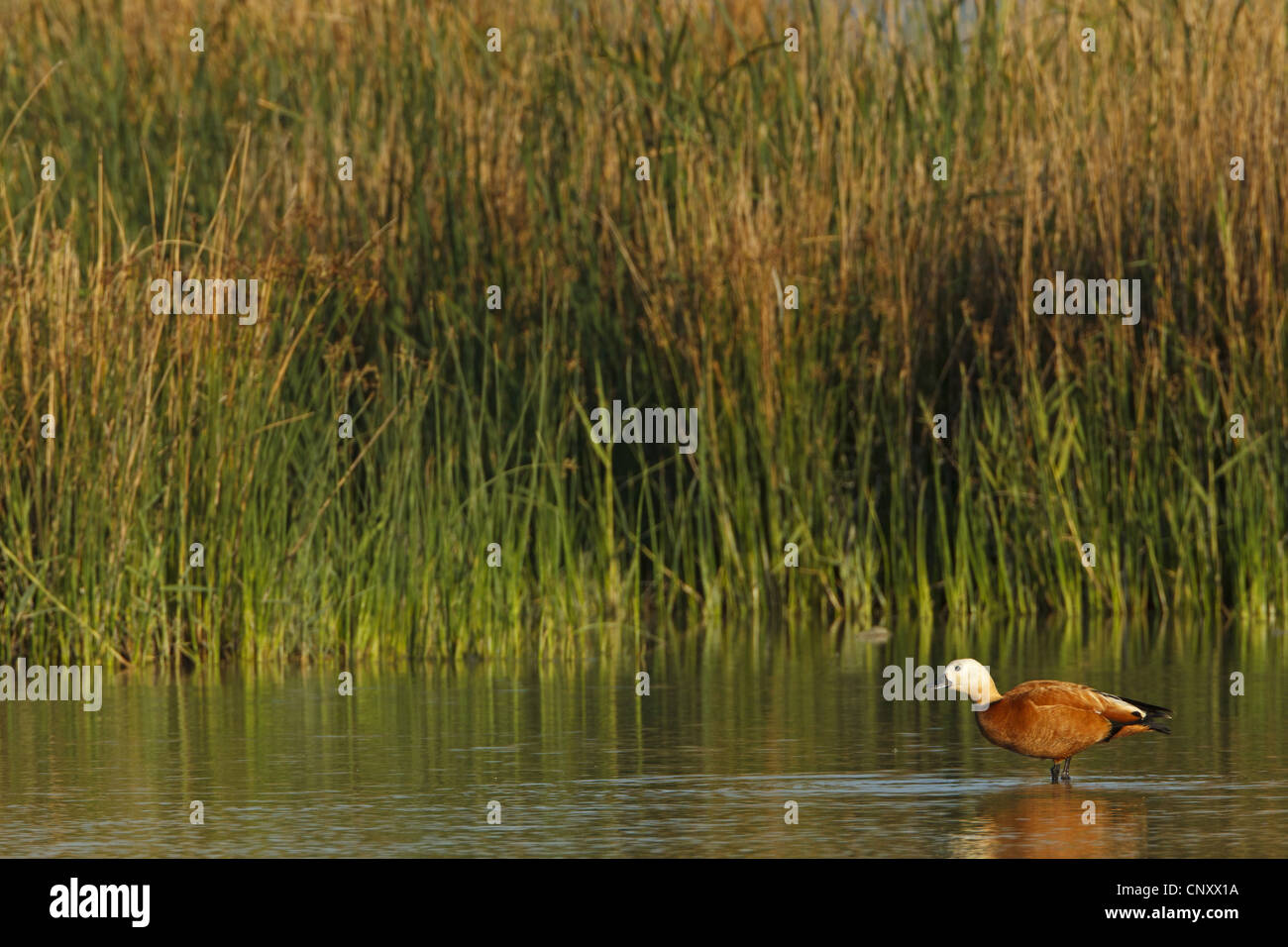Casarca (Tadorna ferruginea, Casarca ferruginea), in piedi in acqua poco profonda, Turchia, Goeksu Delta, Silifke Foto Stock