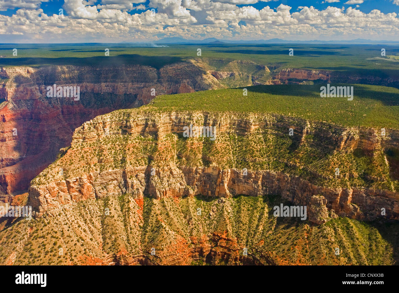 La foresta di conifere e souther bordo del Grand Canyon, STATI UNITI D'AMERICA, Arizona, il Parco Nazionale del Grand Canyon Foto Stock