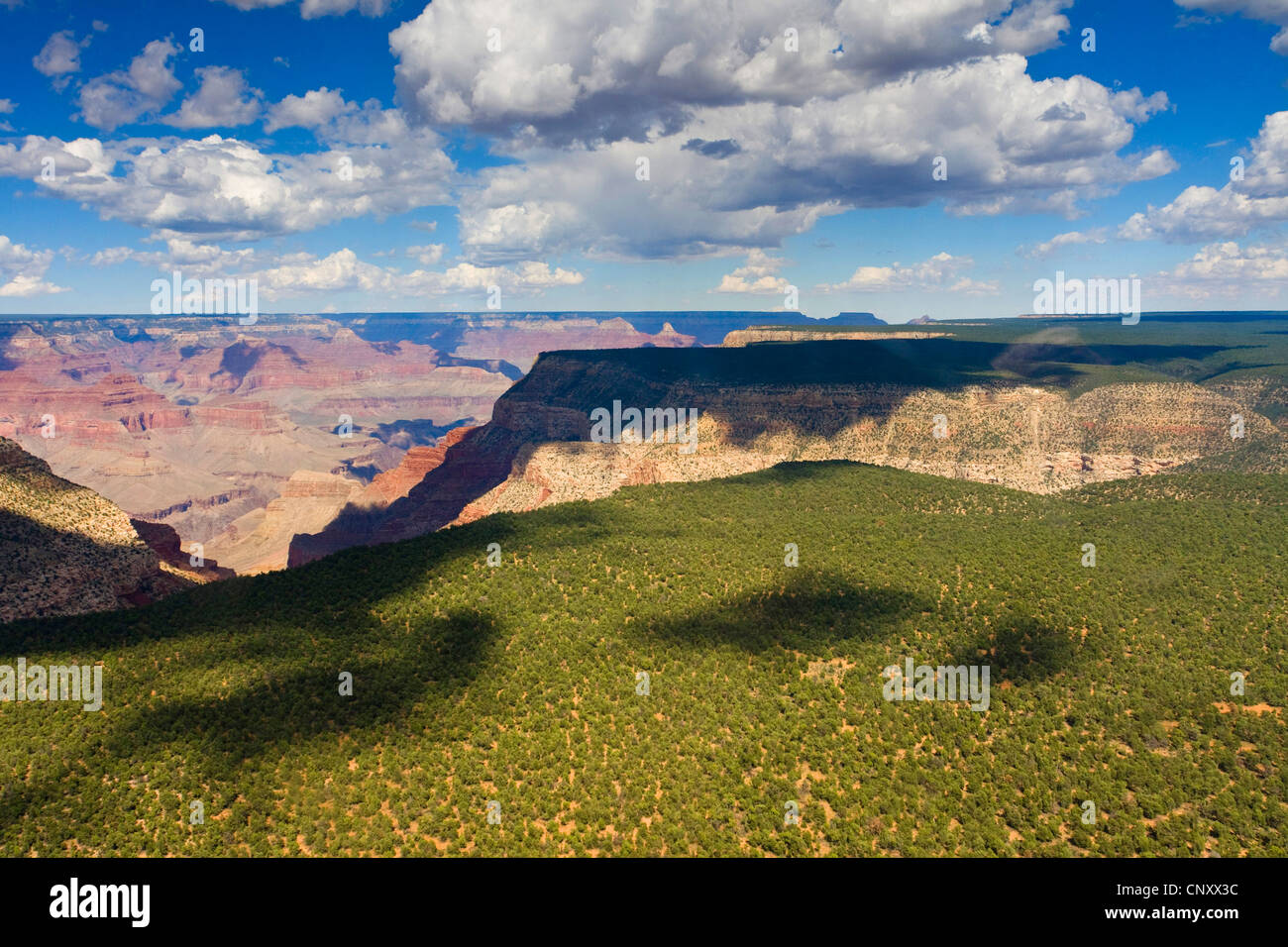 La foresta di conifere e souther bordo del Grand Canyon, STATI UNITI D'AMERICA, Arizona, il Parco Nazionale del Grand Canyon Foto Stock
